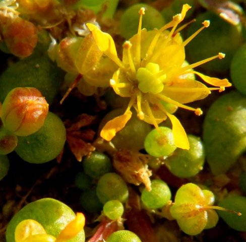 Zygophyllum simplex flowers and fruits