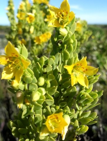 Zygophyllum species