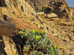Zygophyllum cordifolium