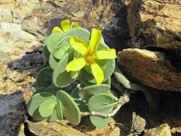 Zygophyllum cordifolium on a barren slope