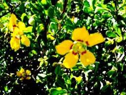 Zygophyllum flexuosum