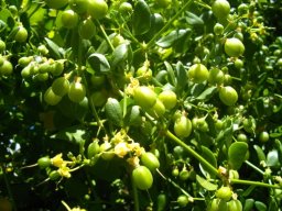Zygophyllum foetidum fruit