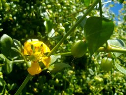 Zygophyllum foetidum flower