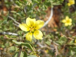 Zygophyllum lichtensteinianum flower