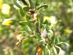 Zygophyllum lichtensteinianum flowering stages