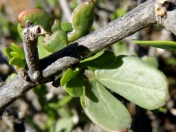 Zygophyllum lichtensteinianum woody stems