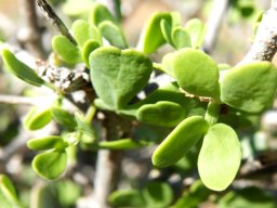 Zygophyllum lichtensteinianum leaves