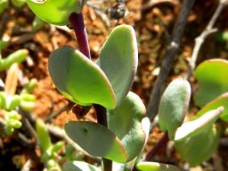 Zygophyllum cordifolium leaves