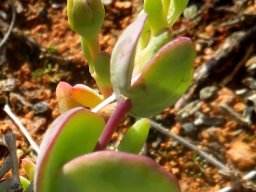 Zygophyllum cordifolium buds