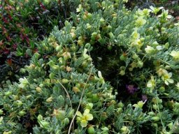 Zygophyllum debile
