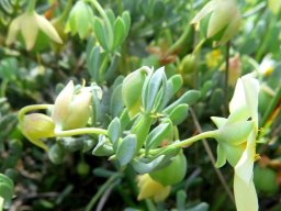 Zygophyllum debile calyx