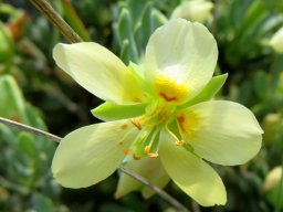 Zygophyllum debile flower in sunlight     