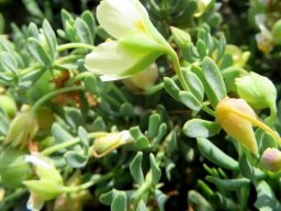 Zygophyllum debile leaves