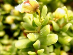 Zygophyllum flexuosum angled calyx