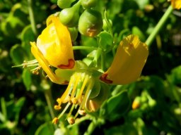 Zygophyllum foetidum flower