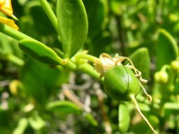 Zygophyllum foetidum smooth, green fruit