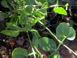 Zygophyllum foetidum young stems