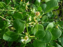 Zygophyllum foetidum leaflet variability
