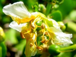 Zygophyllum foetidum old flower, young fruit