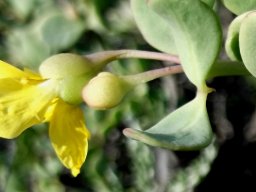 Zygophyllum lichtensteinianum buds opening