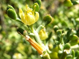 Zygophyllum microcarpum flourish and failure