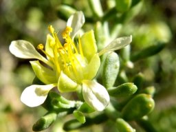 Zygophyllum microcarpum flower not always neat