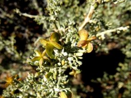 Zygophyllum microcarpum leaves and fruit
