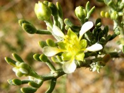 Zygophyllum microcarpum stages of flowering