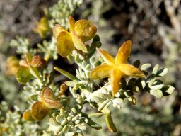 Zygophyllum microcarpum fruit not hanging