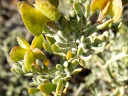 Zygophyllum microcarpum fleshy young fruit