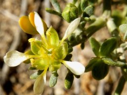 Zygophyllum microcarpum flower and more