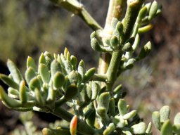 Zygophyllum microcarpum leaves