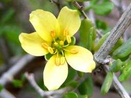 Zygophyllum foetidum unmarked petals