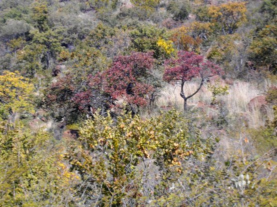 Bushveld winter colours