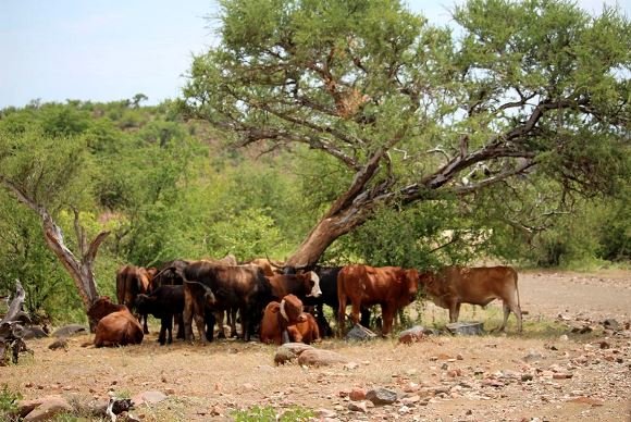 Bushveld herd