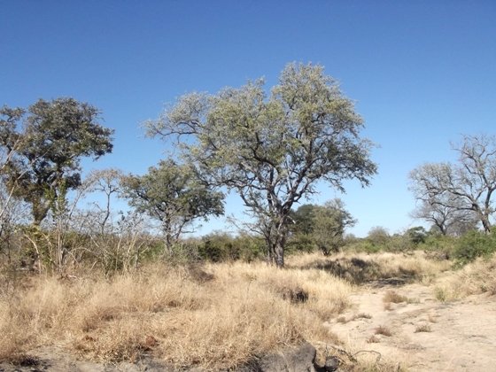 Combretum imberbe or hardekool