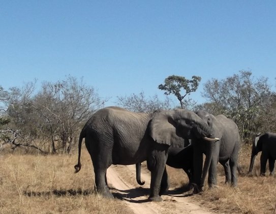 Are elephants big? No, people are bigger now!