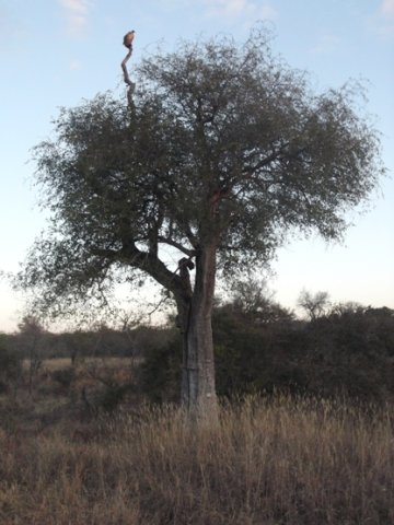 Hooded vulture dusk sentinel in a leadwood tree