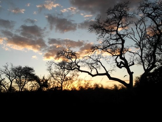 Bushveld sunset