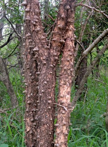 Senegalia nigrescens crowded stems