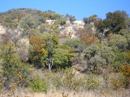 Tree of the year