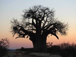 Bushveld