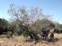 Combretum apiculatum subsp. apiculatum at a buffalo picnic spot