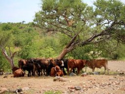 Bushveld herd