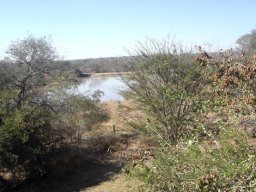 Combretum zeyheri and more trees