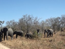 Elephants need smart people!