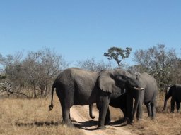 Are elephants big? No, people are bigger now!