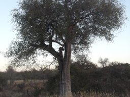 Hooded vulture dusk sentinel in a leadwood tree