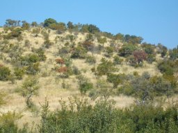 Ruin this from a distance?