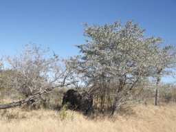 Terminalia sericea giving shade to an elephant